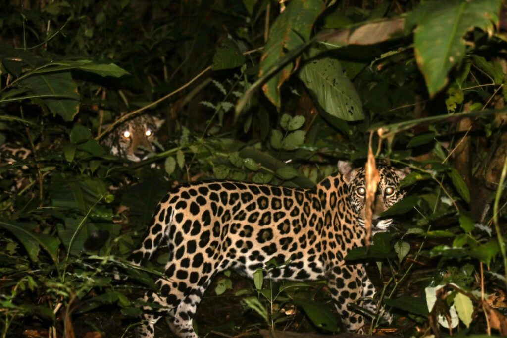 Estudian desplazamiento del jaguar