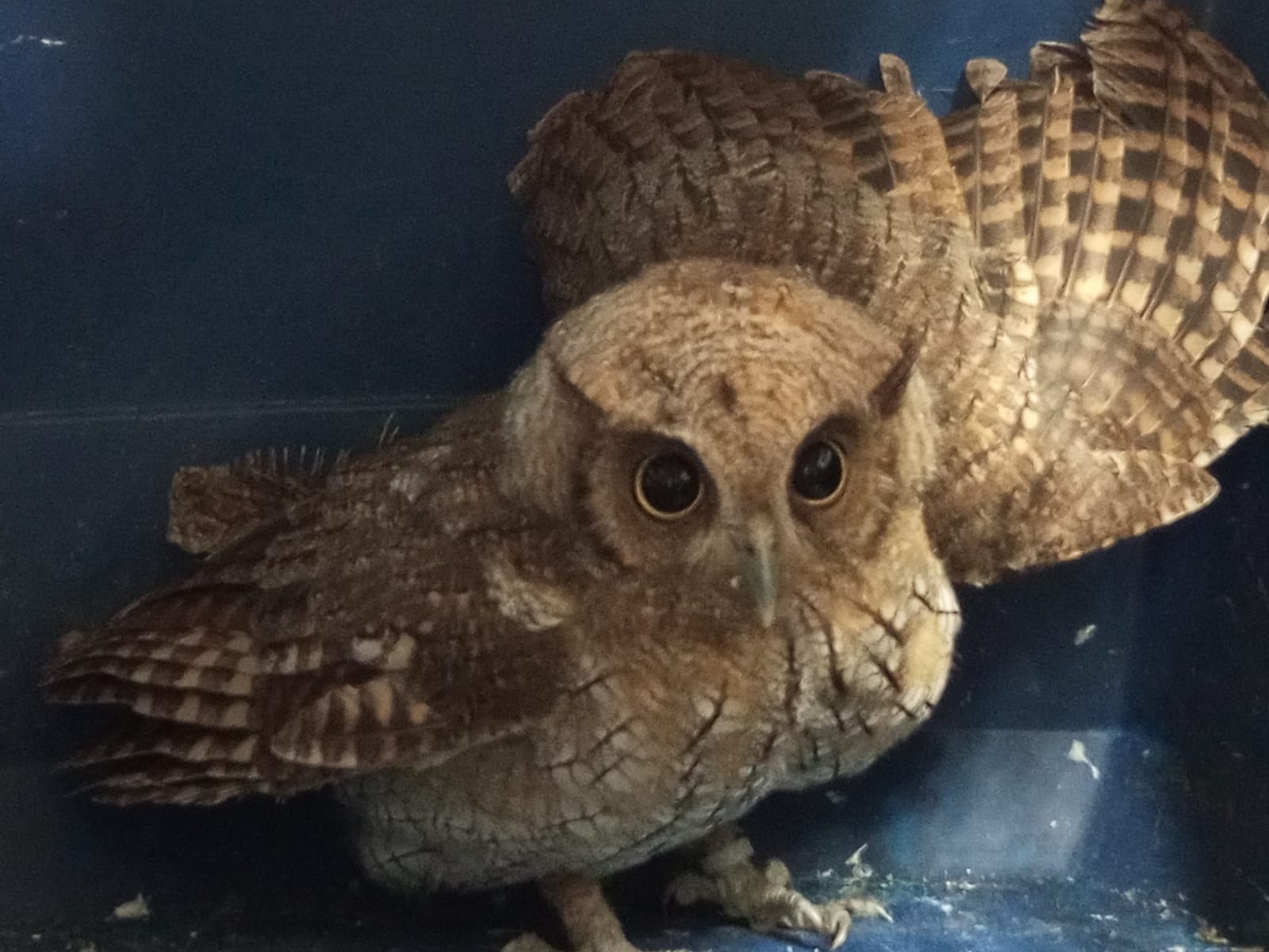 Rescatan búho que permanecía enredado en tendido eléctrico en David, Chiriquí