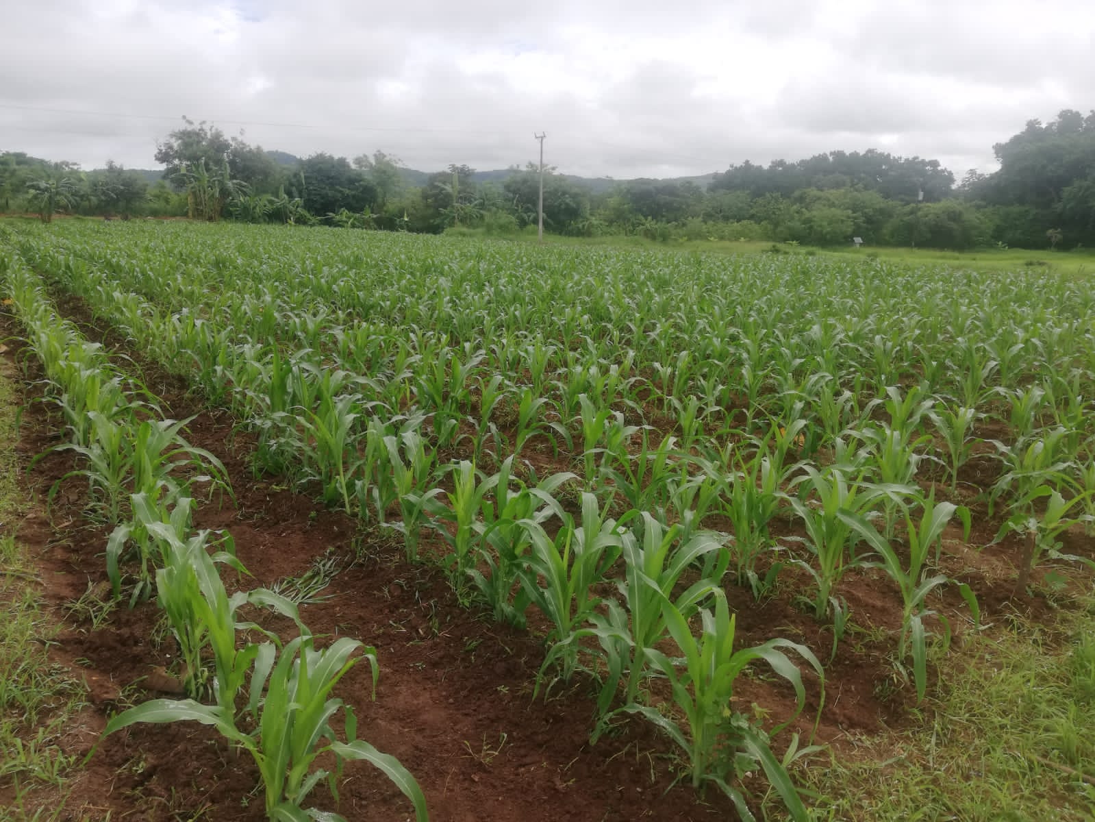 Aprenden a dar mayor rendimiento al cultivo de maíz