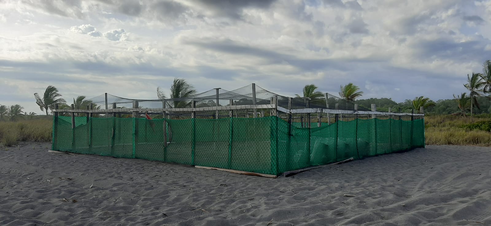 Chiricanos buscan preservar más de mil huevos de tortuga