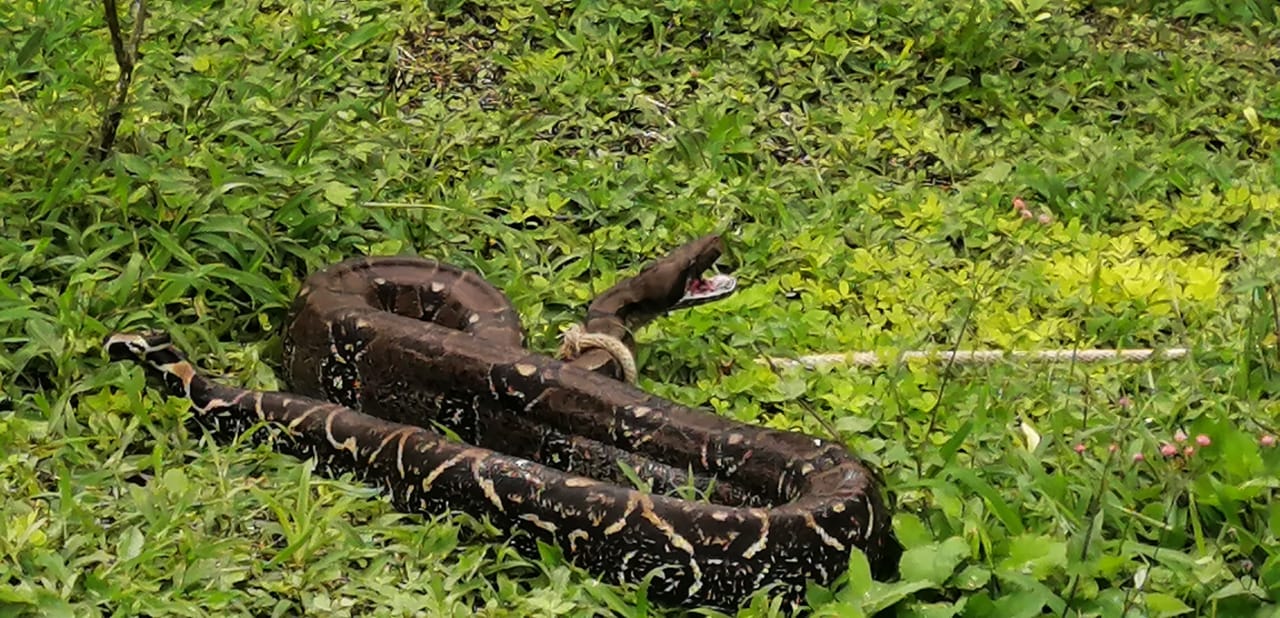 Rescatan y reubican una Boa en Bijao