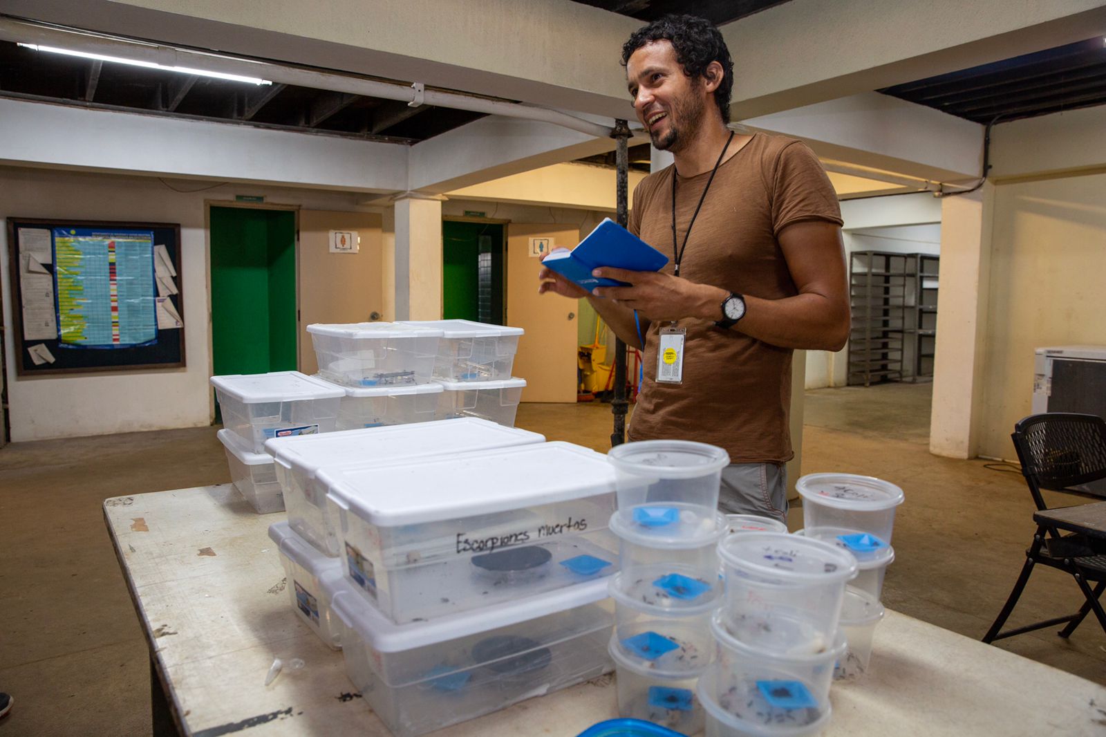 ¿Las hormigas citadinas son más débiles?