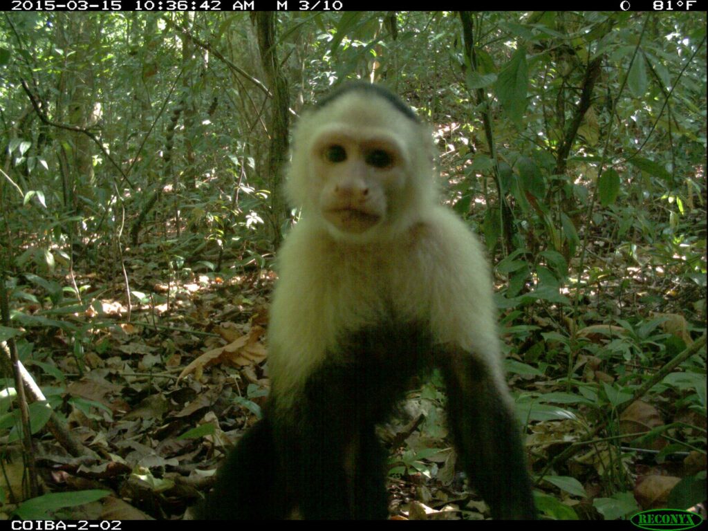 Monos capuchinos de cara blanca bajan de los árboles en Isla Coiba, Panamá