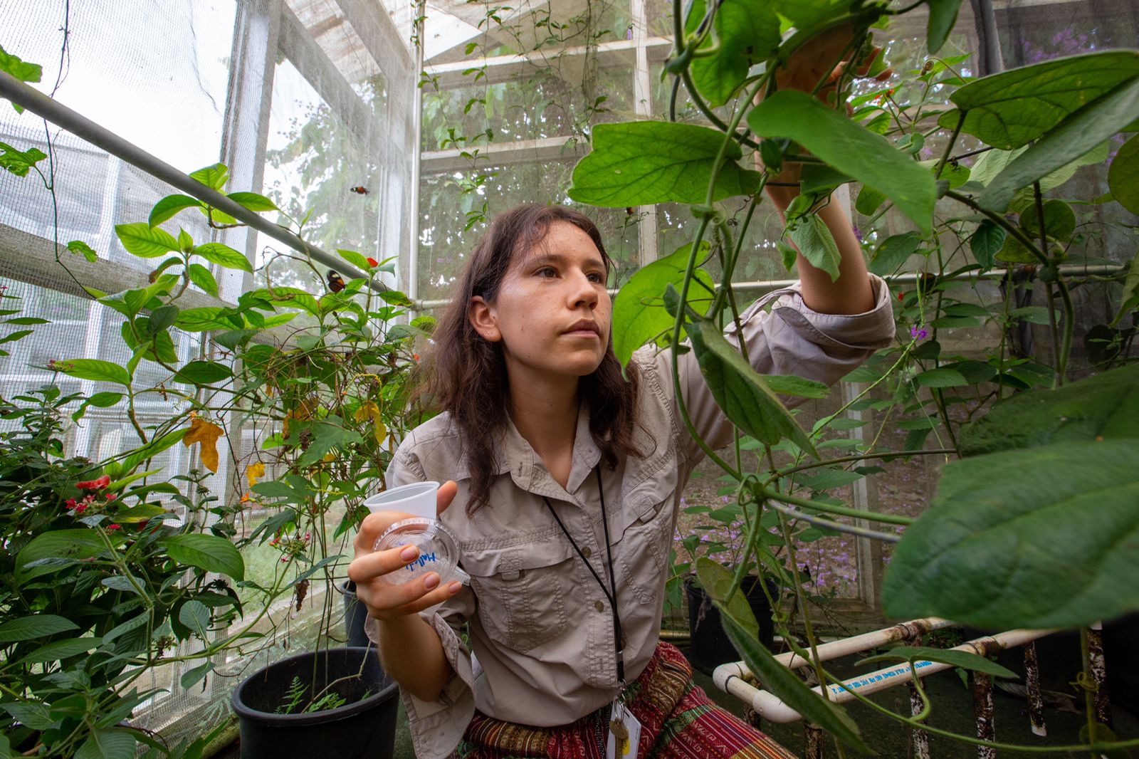 ¿Cómo los genes de las mariposas hacen posible que imiten los patrones de color de alas de otras?