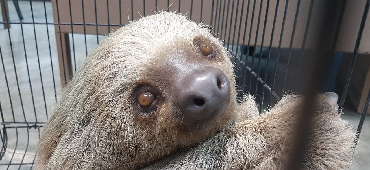 Rescatan perezoso en Bugaba