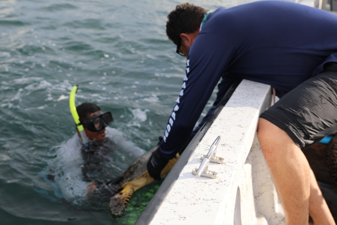 Coiba posee la mayor densidad de tortugas carey del Pacifico Oriental Tropical