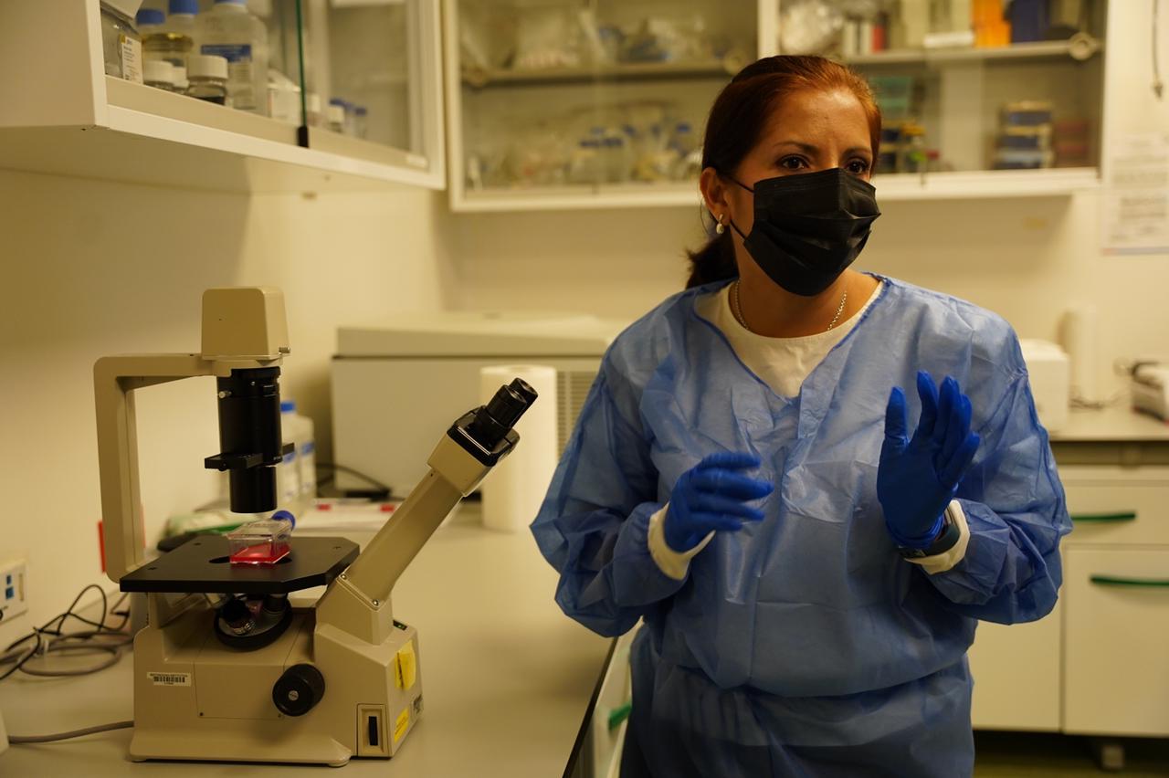 La toxoplasmosis en mujeres embarazadas requiere de mayor atención para prevenir discapacidad, según estudio