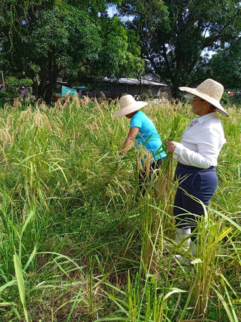 Privadas de libertad cosechan arroz para su consumo