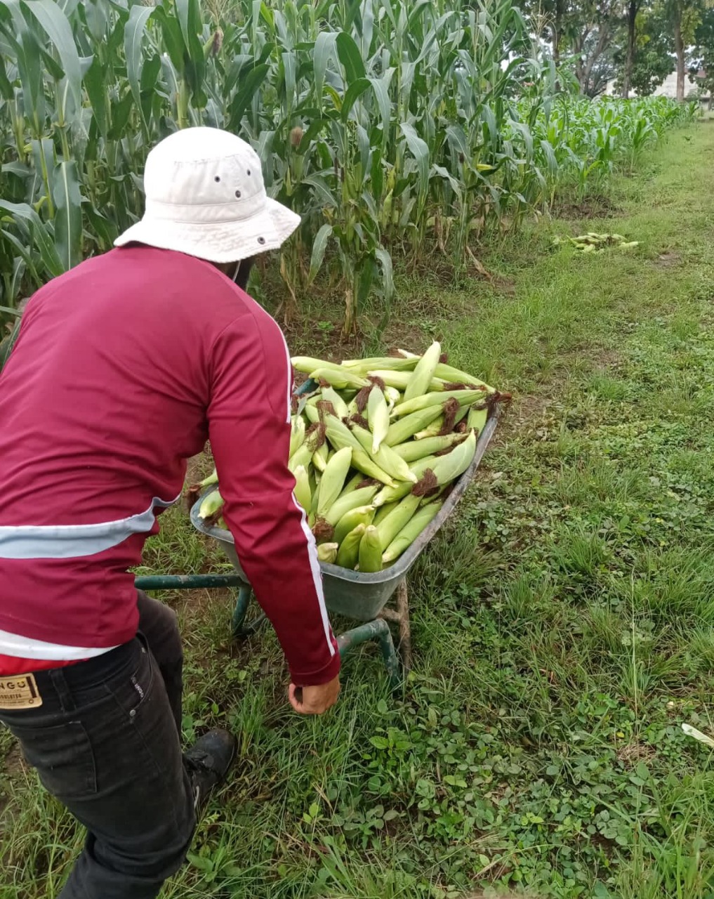 Cosechan miles de mazorcas en Llano Marin en tres temporadas
