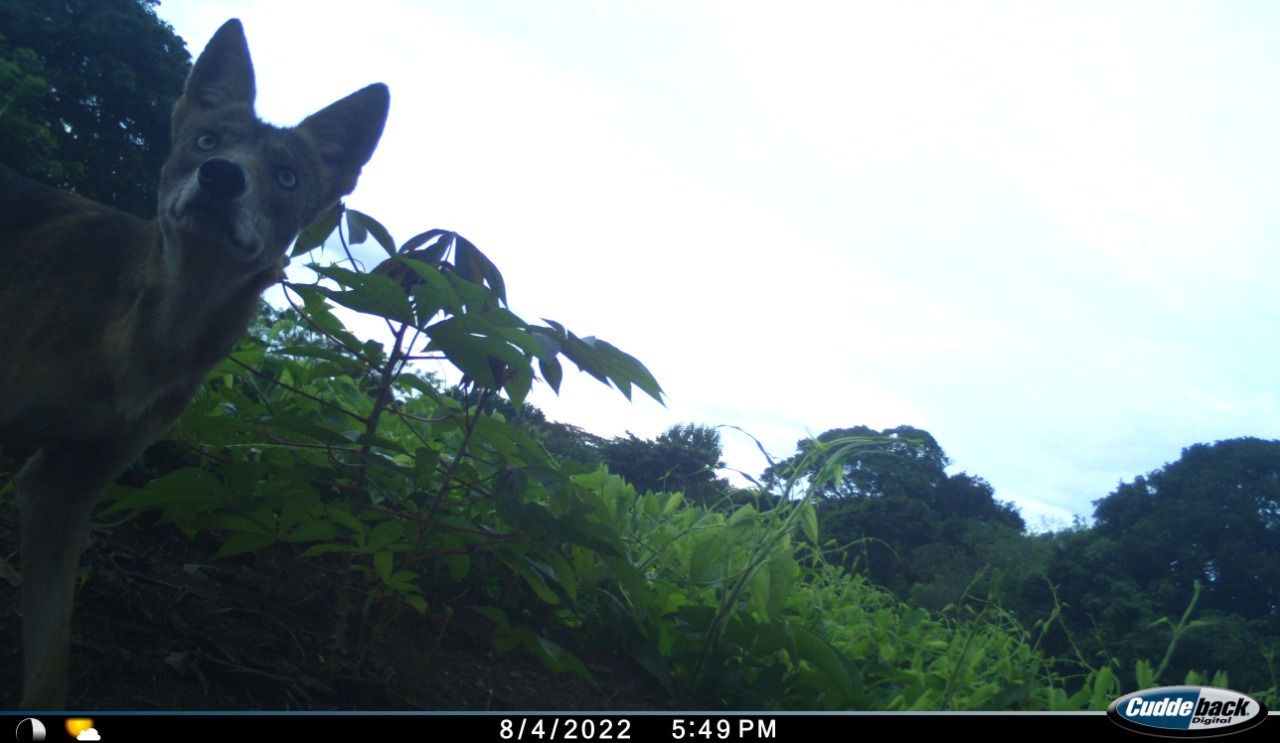 Coyotes: una especie que migró a Panamá