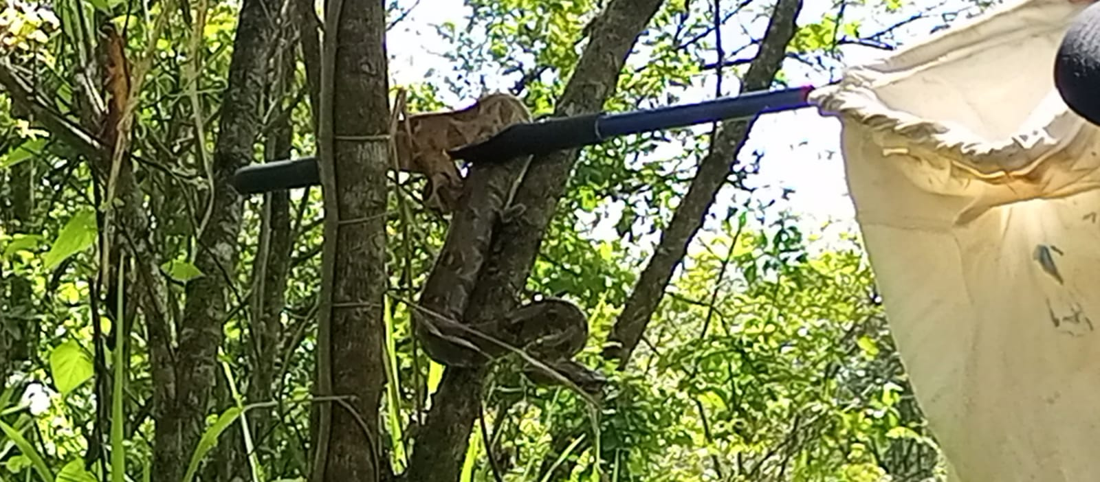 Primer rescate de vida silvestre en Chiriquí