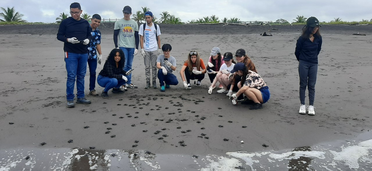 En La Barqueta, liberan más de 76 mil tortuguitas marinas en tres años