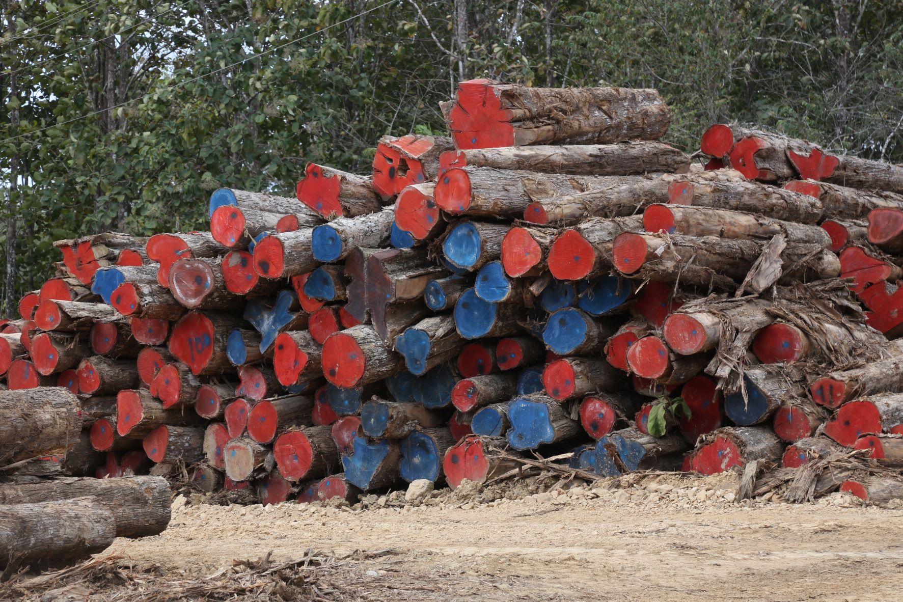 Reforestación productiva a través de la siembra de teca.