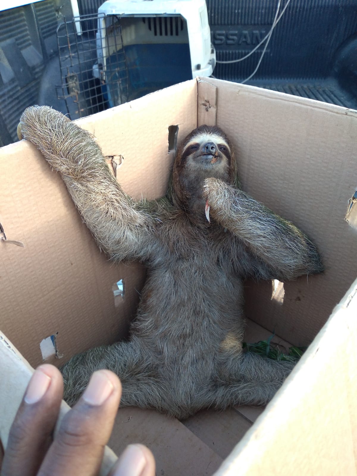 Rescatan animalitos silvestres