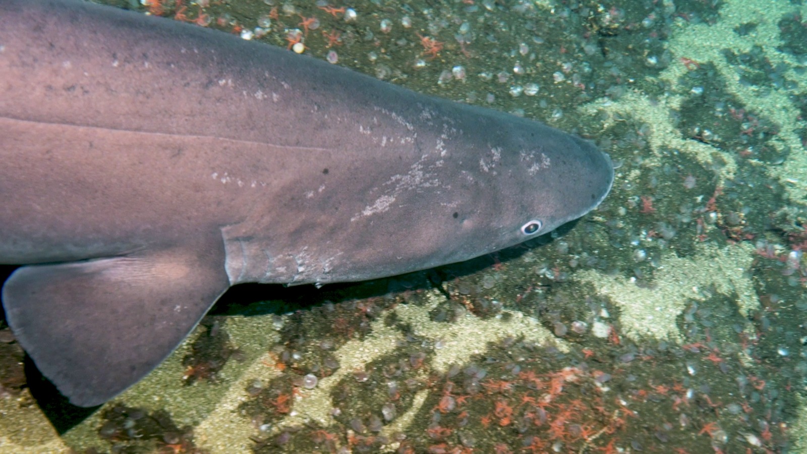 Recursos en la Cordillera de Coiba gana el Premio Blue Park