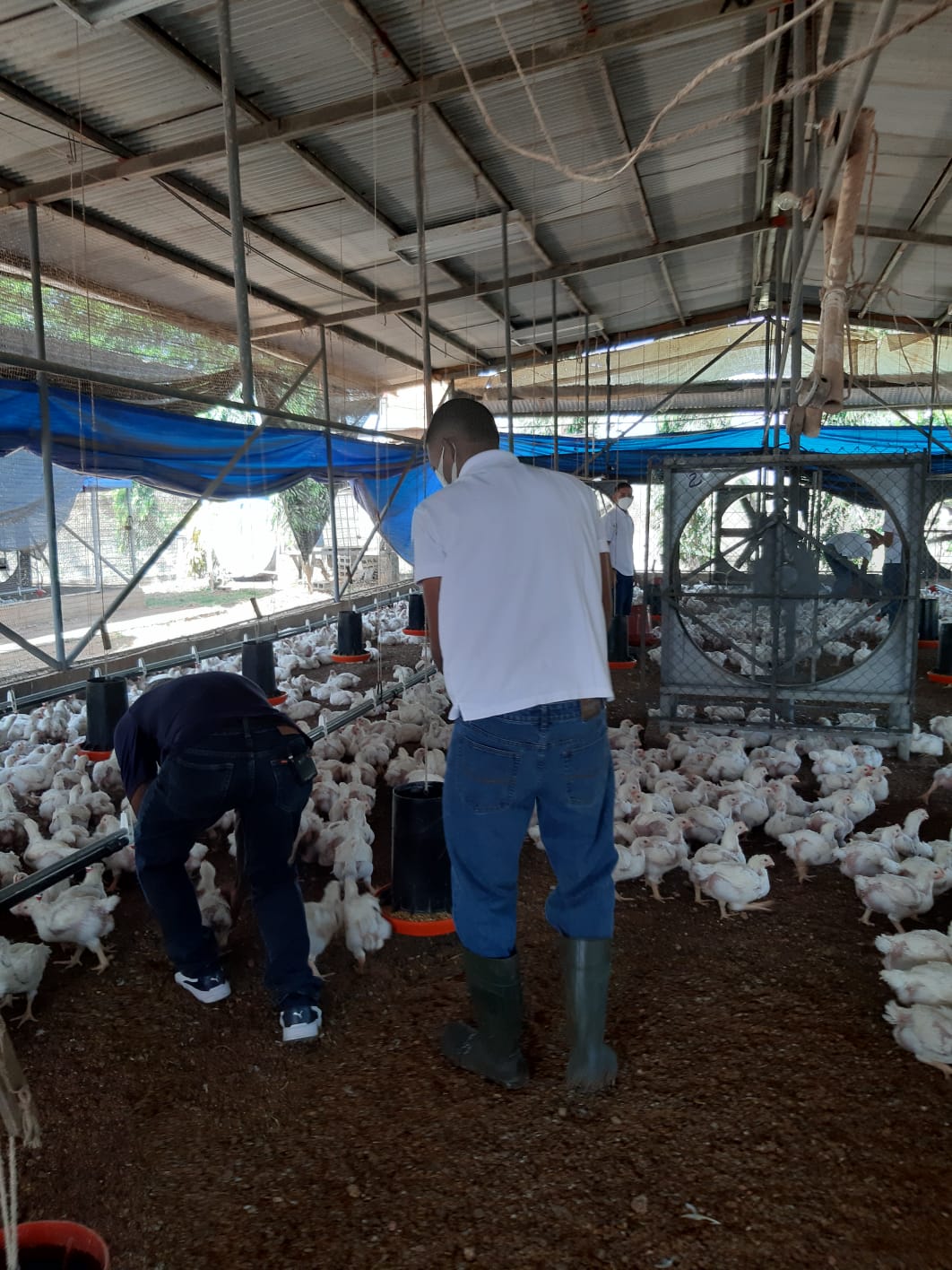 Jóvenes en conflicto con la ley logran exitosa producción avícola