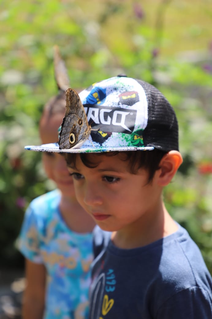 «La casa de Domo», un lugar para ver mariposas