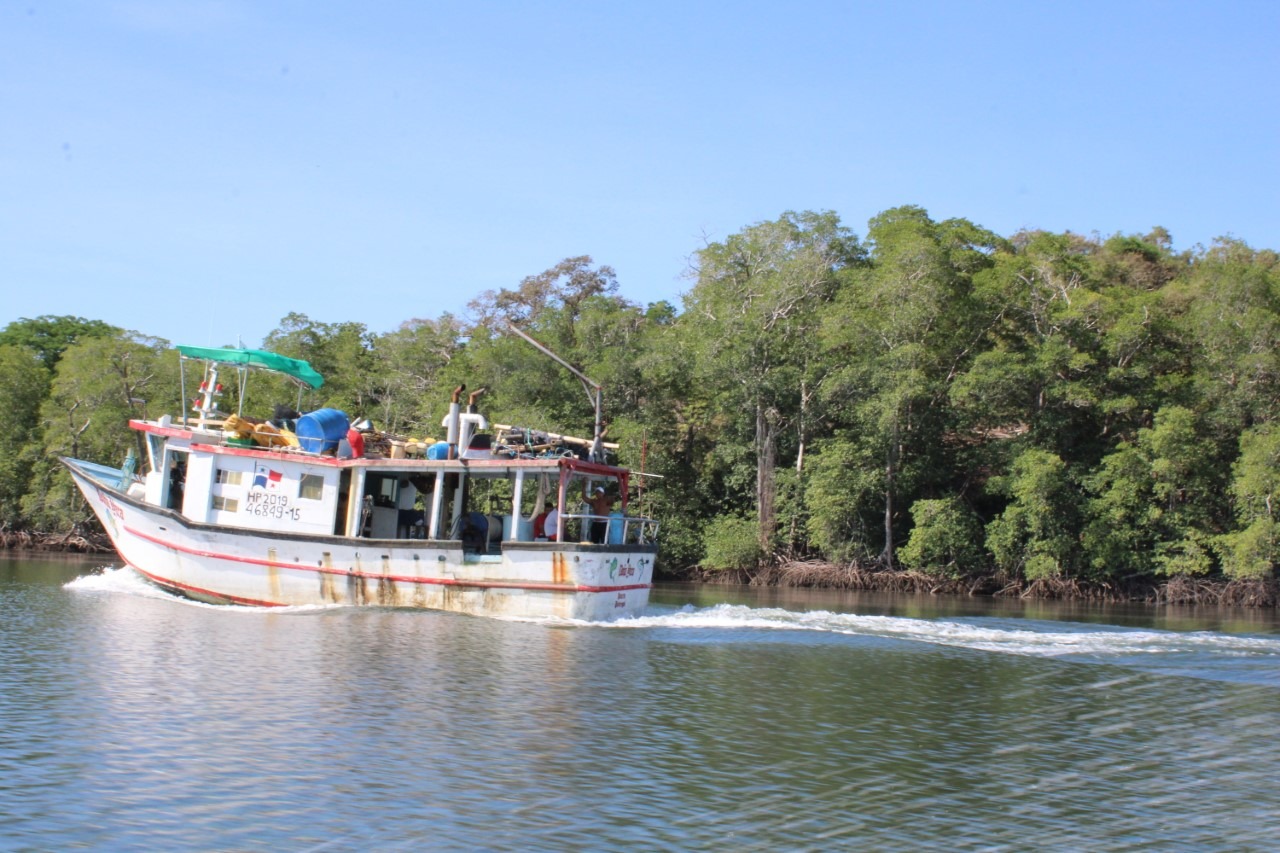 Los manglares, el pilar de la Economía Azul en Panamá