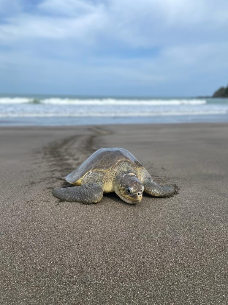 Tortugas golfinas llegan a la playa la Marinera en Los Santos