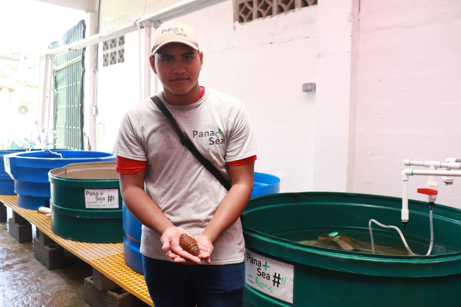 El estudiante que ayuda a preservar el pepino de mar en el Parque Nacional Portobelo