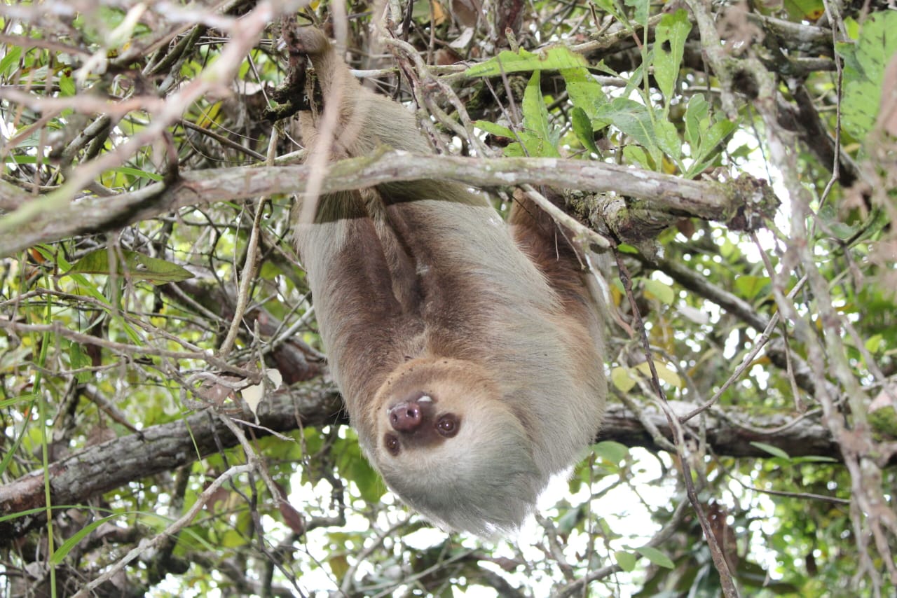 Clínica para animales silvestres cuenta con 80% de avance en construcción