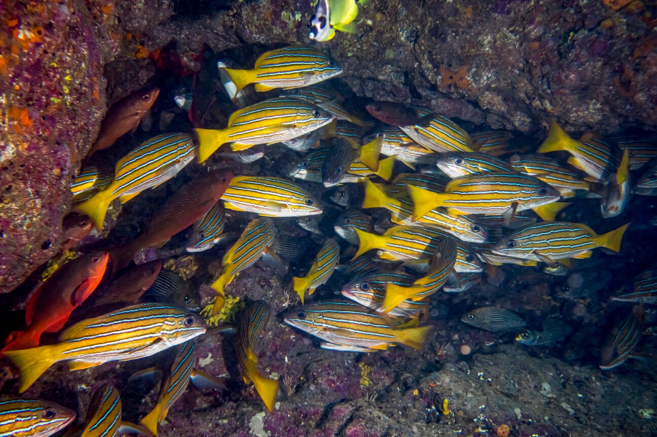 Corredor Marino del Pacífico Este Tropical duplica su número de áreas núcleo