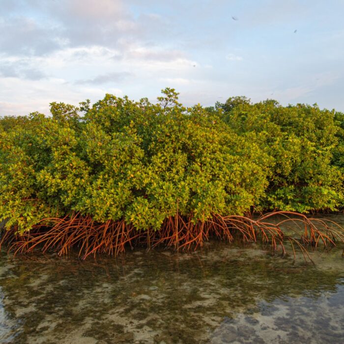 Un bosque de manglares extinto es descubierto en Isla Barro Colorado de Panamá