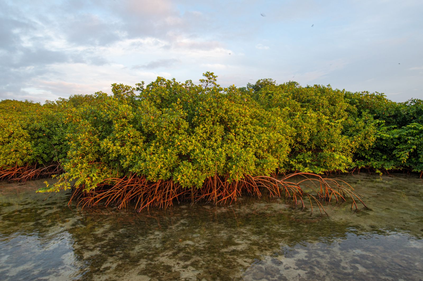 Un bosque de manglares extinto es descubierto en Isla Barro Colorado de Panamá