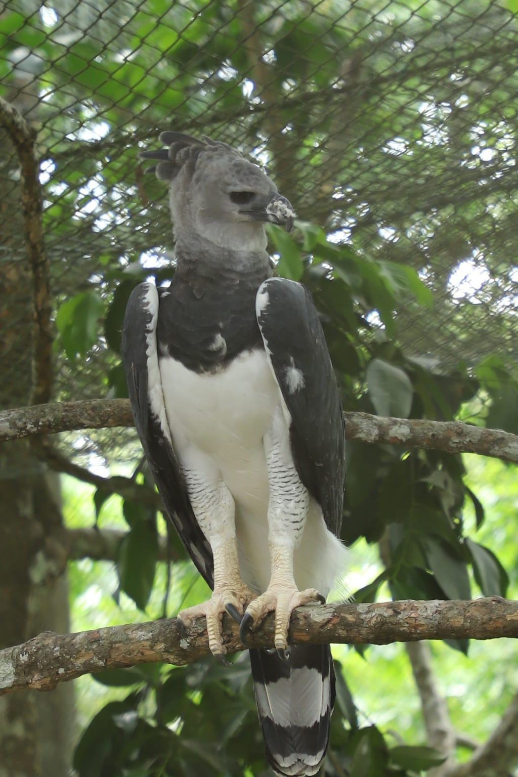 Festi Harpía exalta la majestuosidad del ave nacional Panameña