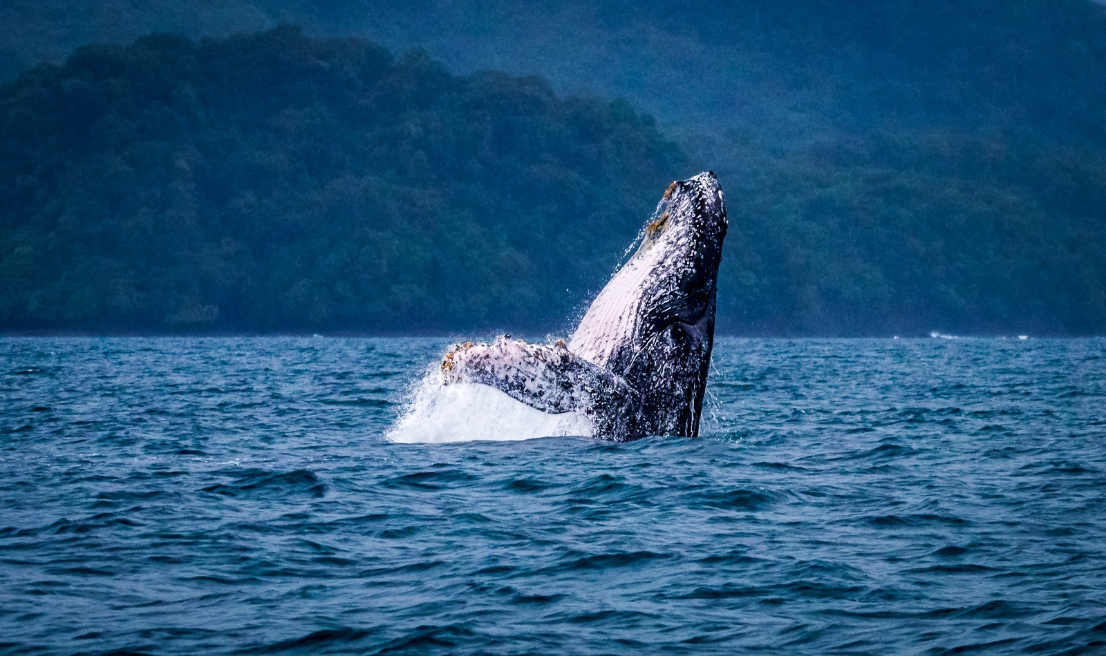 Ballenas tienen cédula panameña