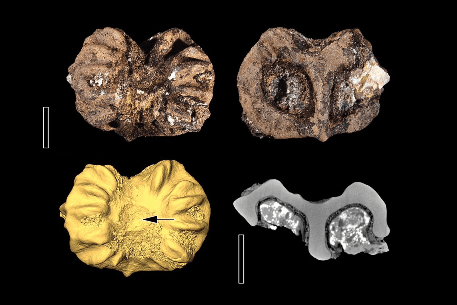 Nueve especies de uvas son las más antiguas del hemisferio occidental