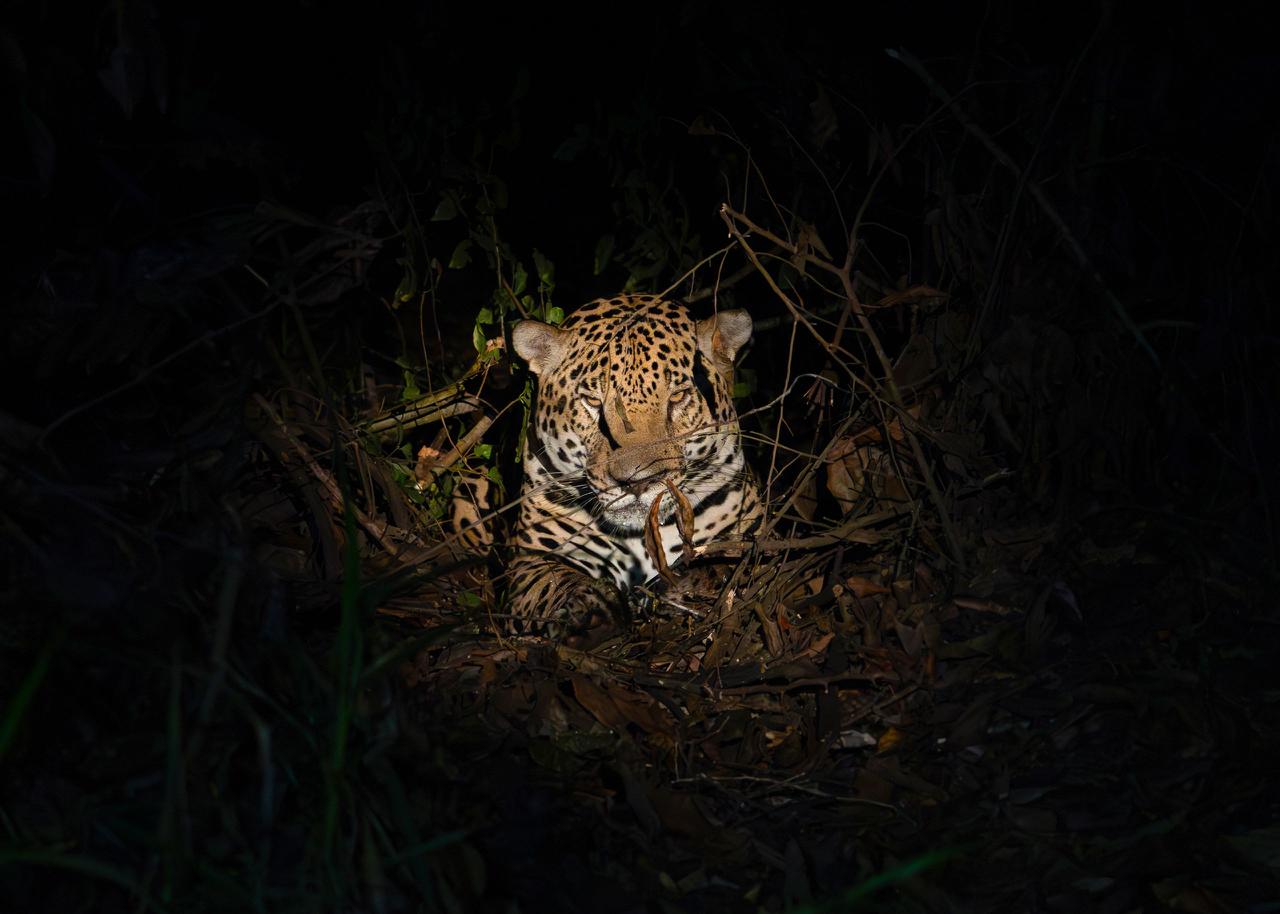 La lucha por conservar al jaguar en Panamá