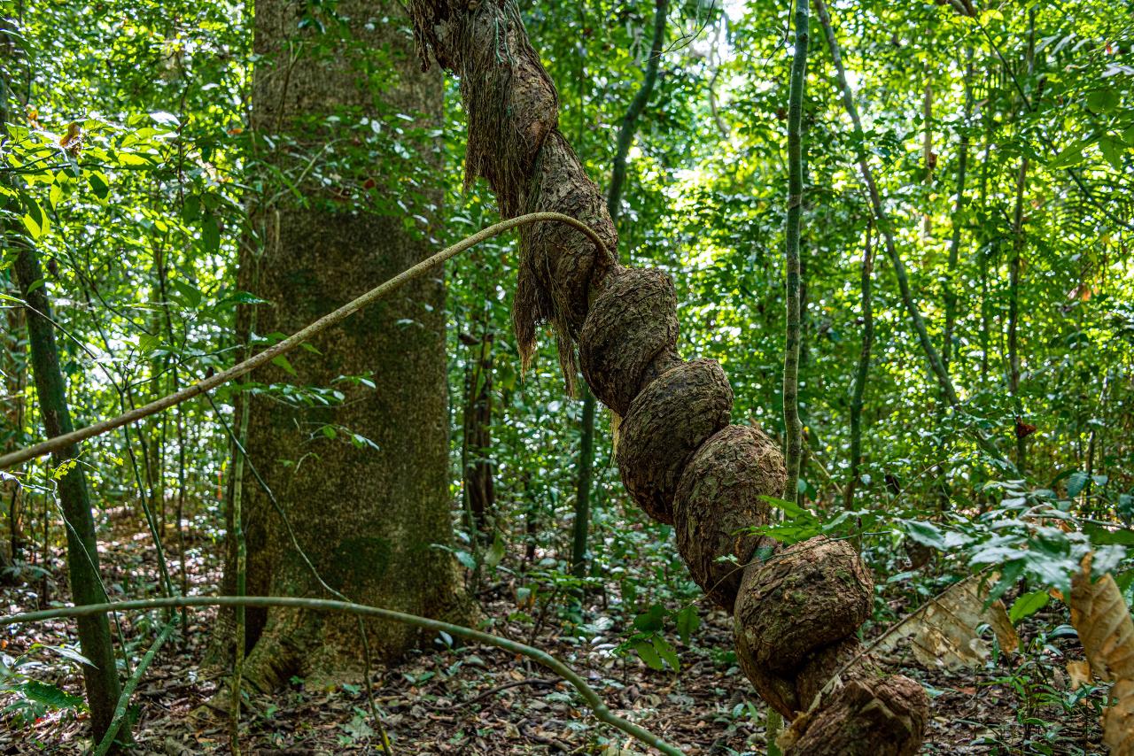 ¿La liana más grande del mundo está en Isla Barro Colorado, Panamá?