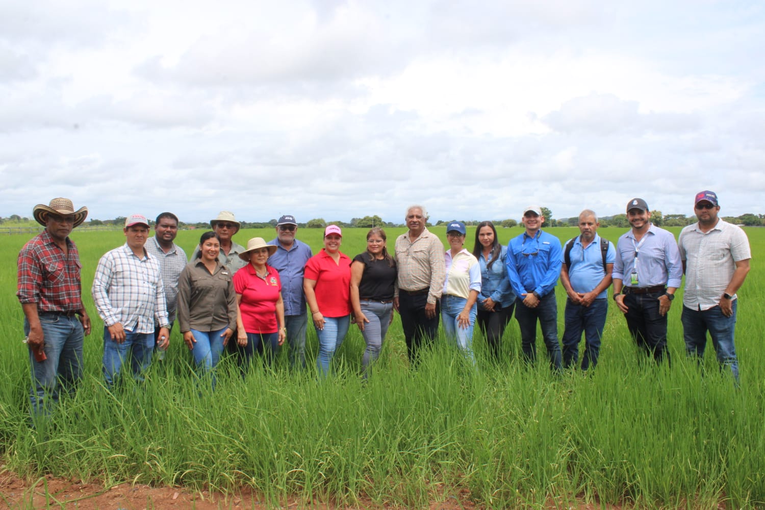 MIDA proyecta la producción de arroz bajo en carbono.