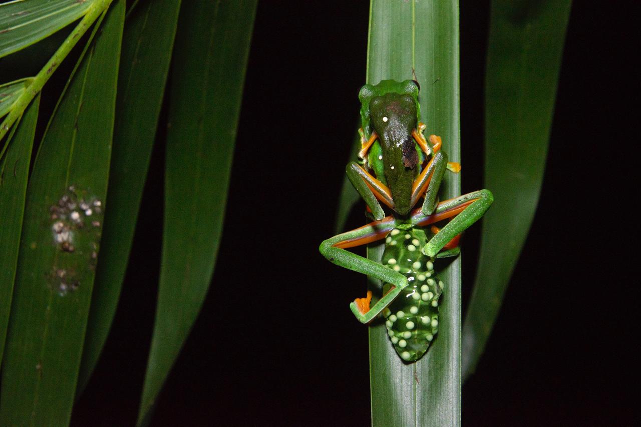 Se trama un plan con huevos de rana, para escapar de las altas temperaturas