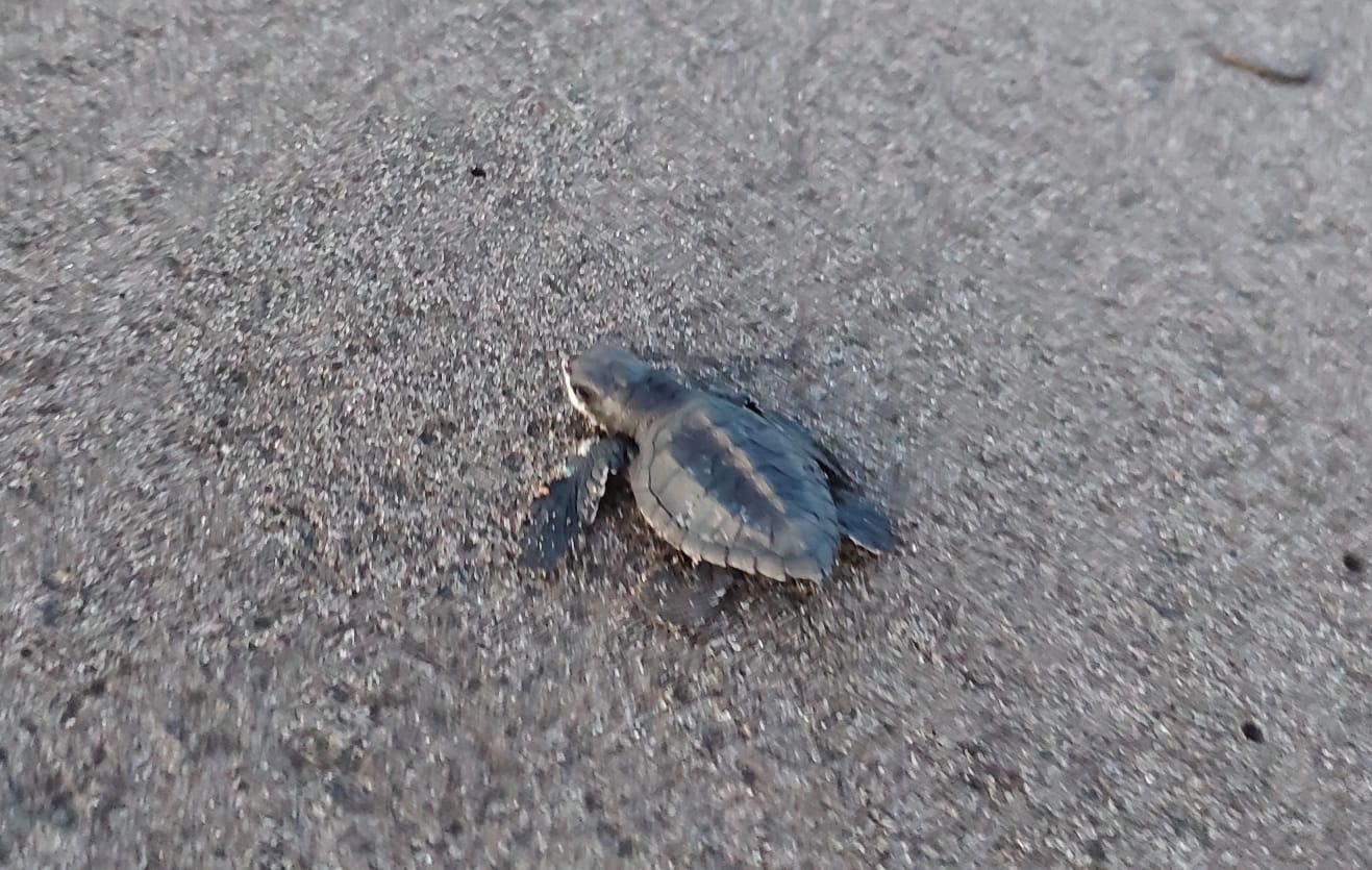 Liberan 100 neonatos de tortuga Lora en Playa La Barqueta.
