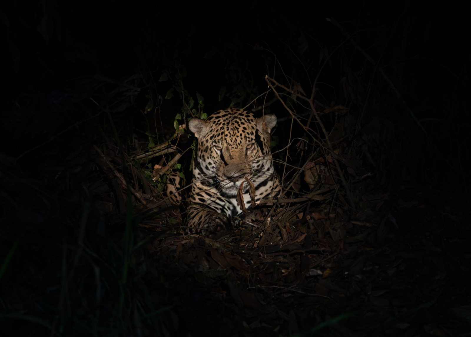 Rugido de esperanza: 270 jaguares emergen en el oriente nacional