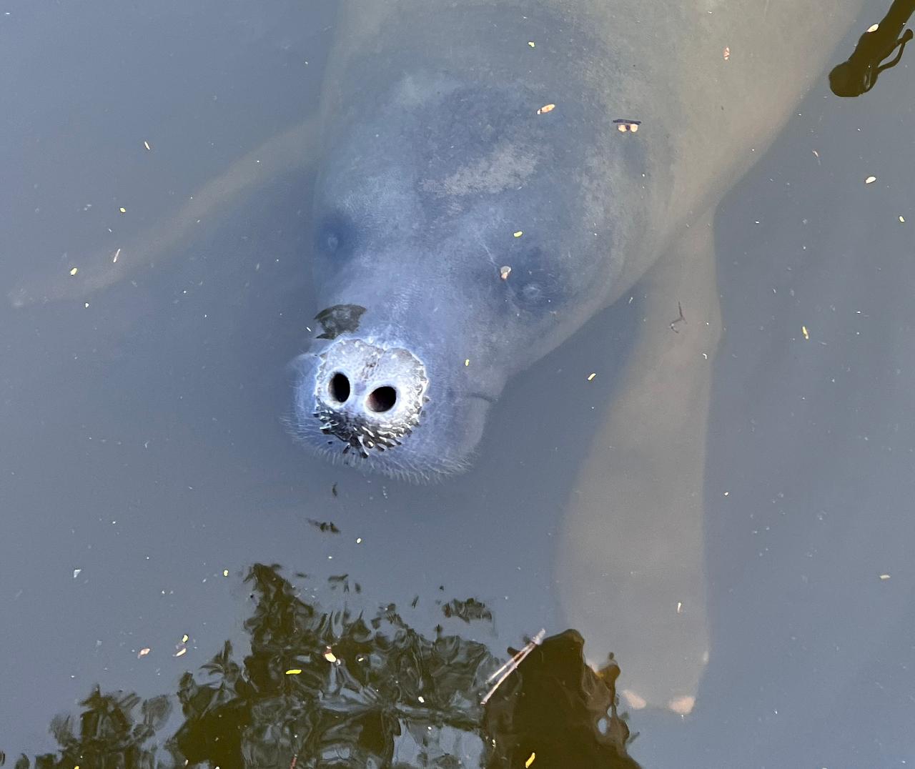 Investigadores cuentan manatíes con sus voces para reconocer individuos