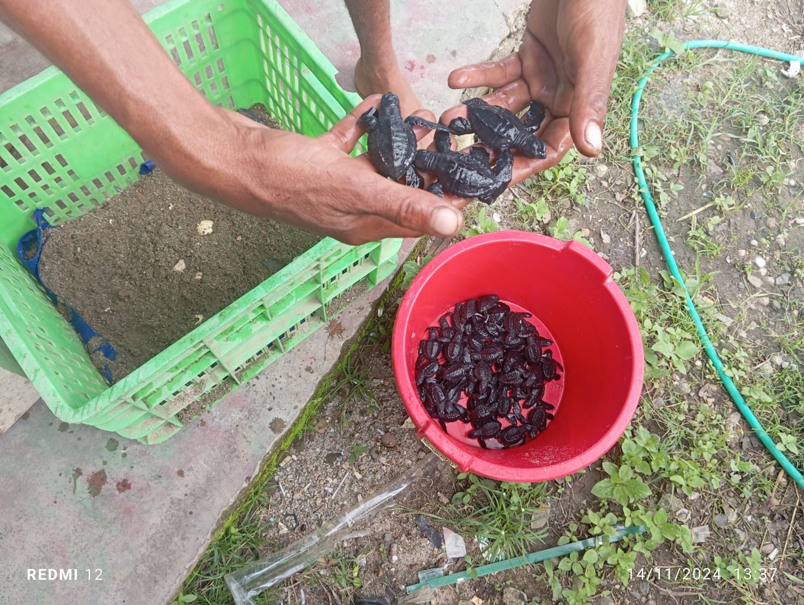 Comunidad de Bijagual en Antón protegen la tortuga Golfina