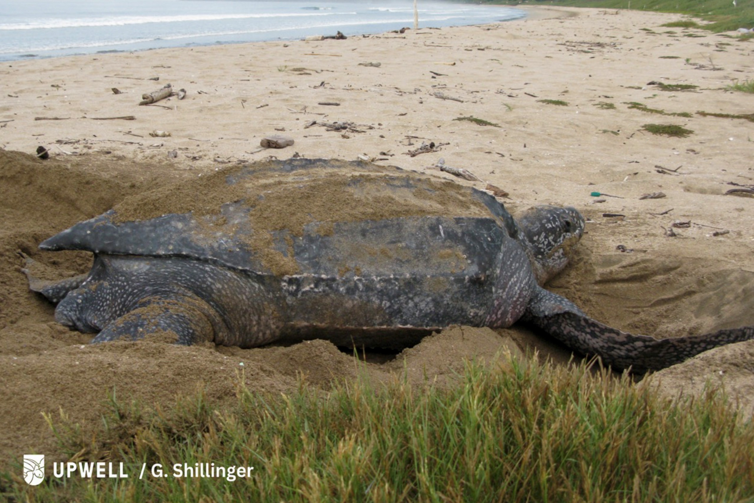 Comportamiento de las tortugas baulas: ¿Quedarse cerca de casa o cruzar el océano?
