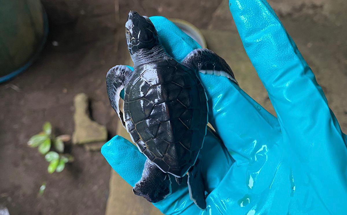 Comunidad de Chepigana se une para la protección y conservación de la tortuga marina