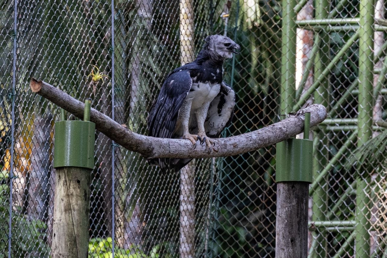El águila harpía ‘Panamá’ vuelve a su nuevo recinto en el Parque Summit