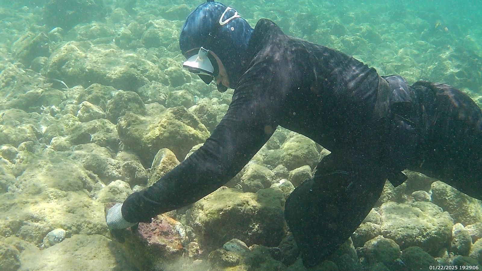 Científicos estudian caracoles venenosos en el Parque Nacional Coiba