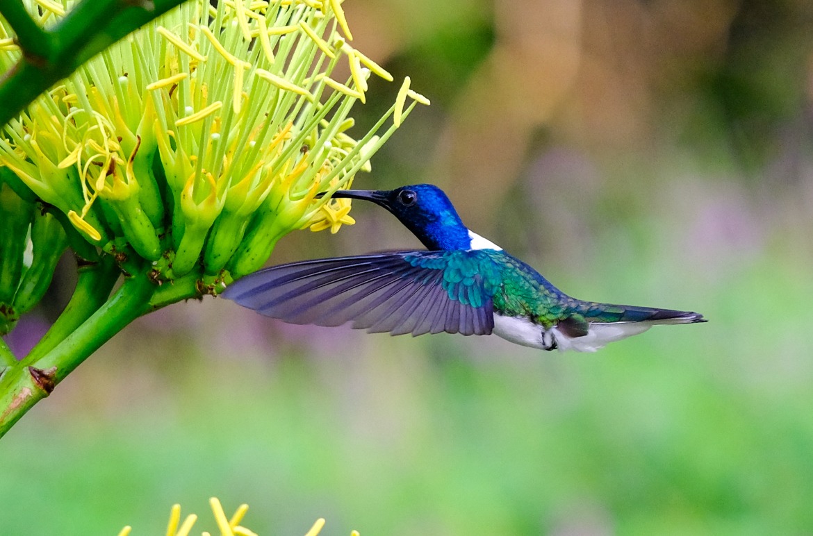 Bebé Colibrí que parece imitar a orugas