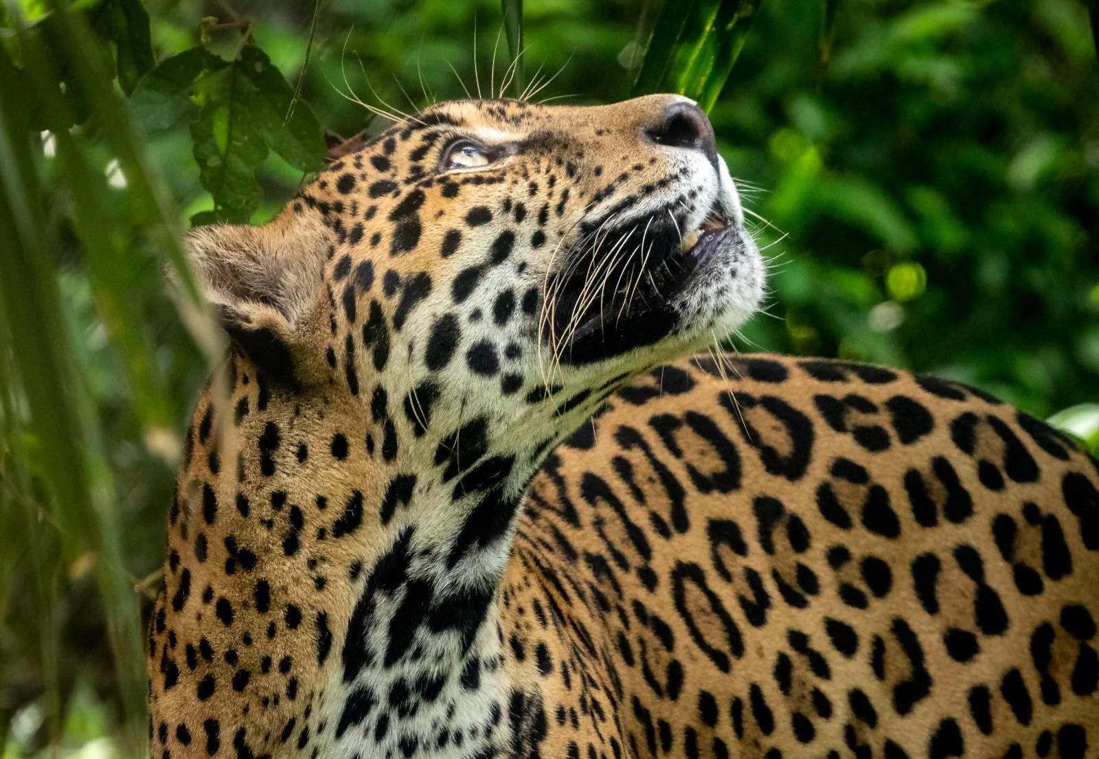 Felinos silvestres: los guardianes del bosque panameño