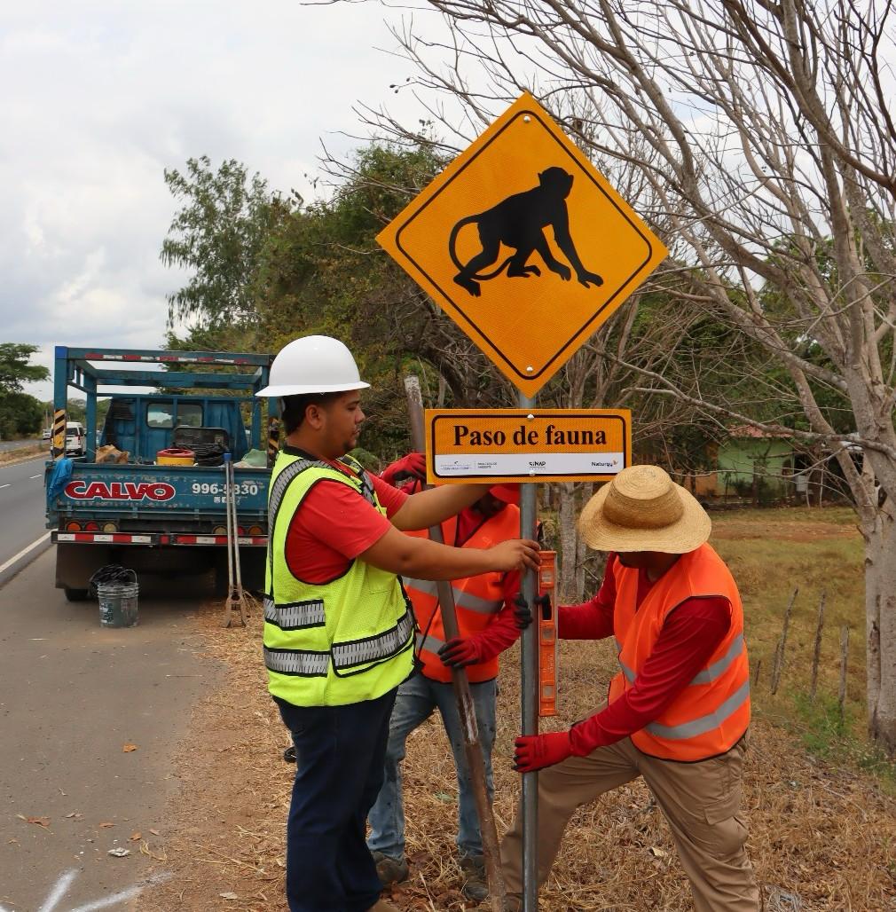 Instalan  protección a los monos aulladores