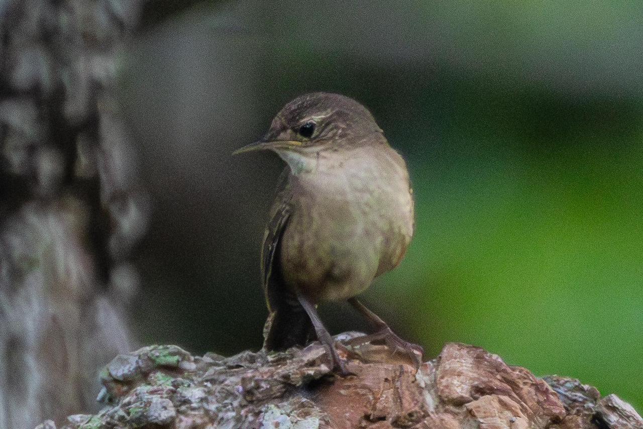 Panamá líder mundial de observación de aves