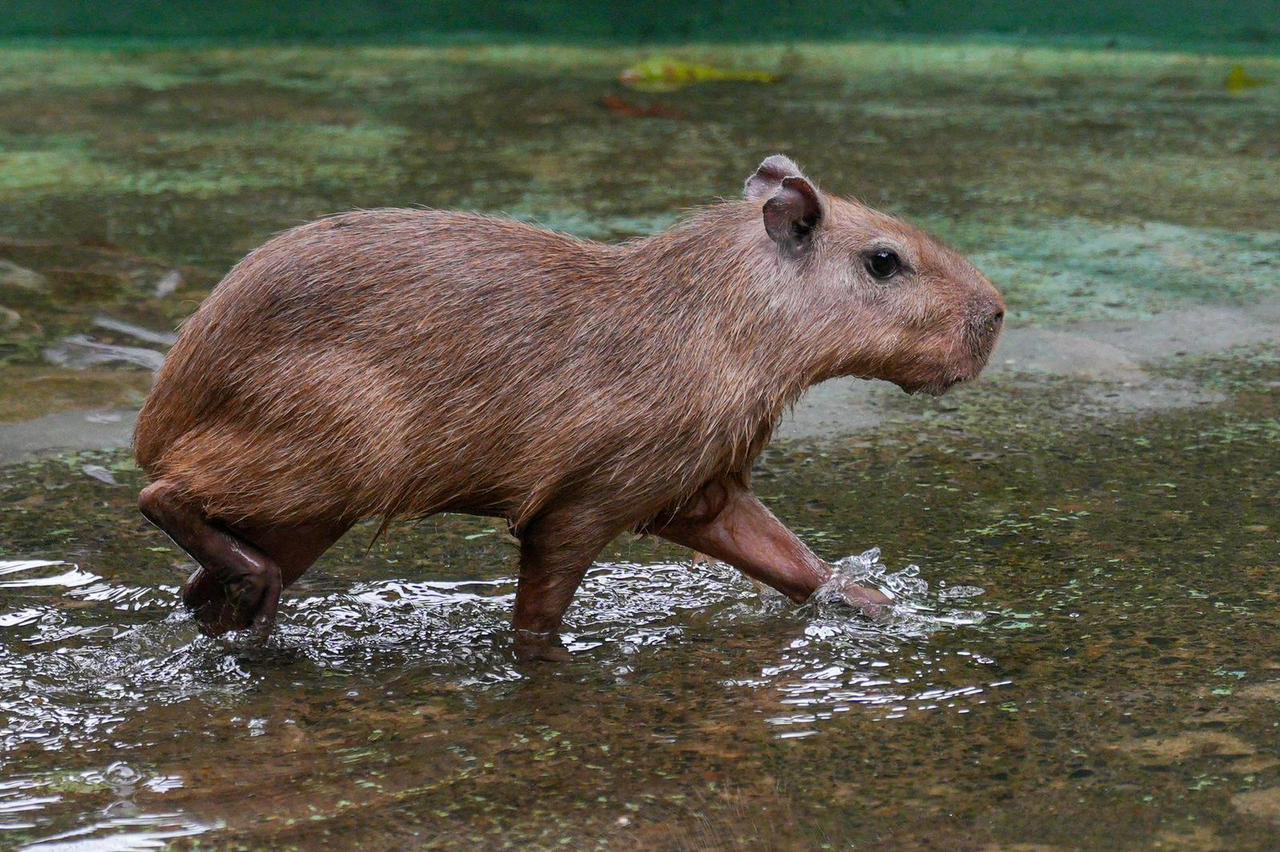 Summit WildFest 2025 junto a Bárbara, la capibara estrella