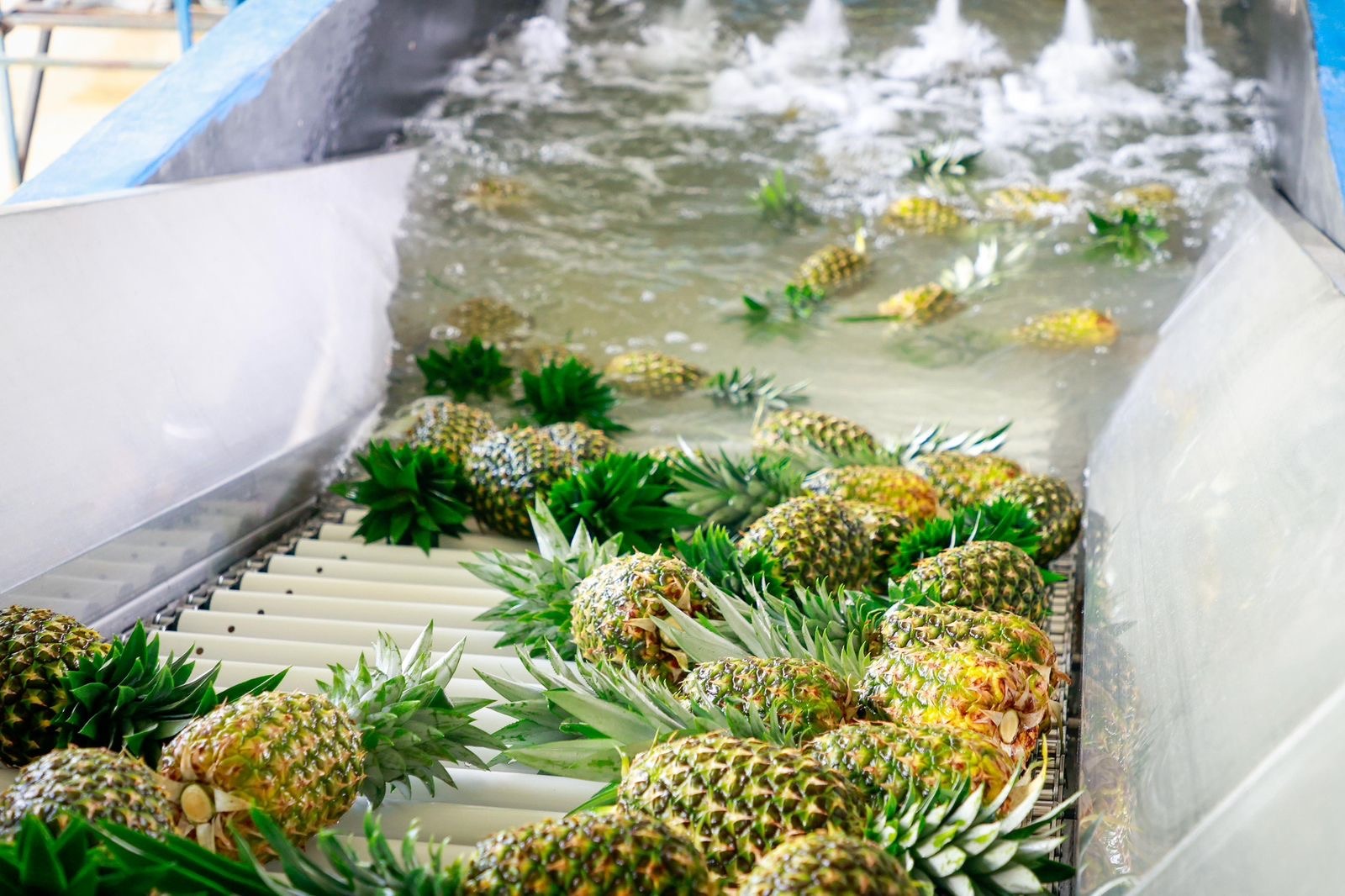 Exportaciones panameñas cierran el año en $905.4 millones