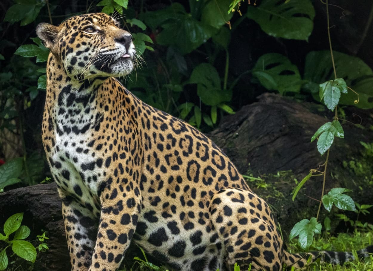 Panamá lidera la conservación del jaguar a nivel mundial
